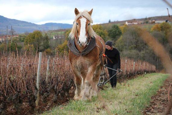 cheval